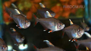 Орнатус белоплавничный (Hyphessobrycon bentosi var. «White Fin»)