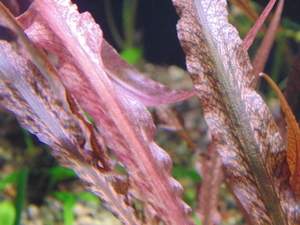 Cryptocoryne sp.Maharashtra