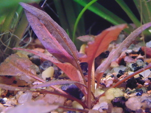 Cryptocoryne wendtii 