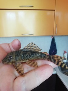 сом