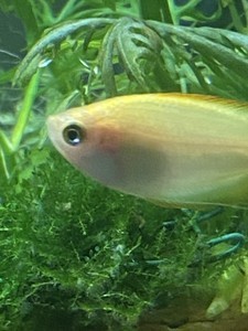 Помутнение роговицы глаз у рыб