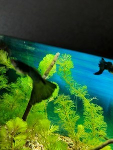 Как очистить зеленый налет в аквариуме и избавится от него полностью