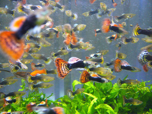 Guppy