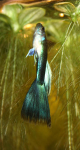 guppi_2