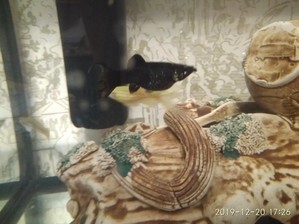 Фотография для форума аквариумистов #449002