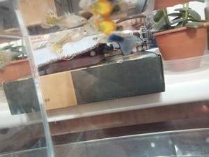Для форума