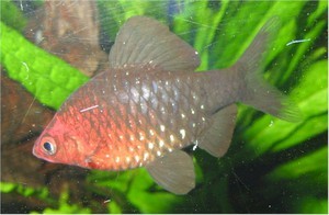 Barbus nigrofasciatus