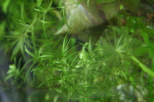 Najas guadalupensis (Наяз, Наяс или Наяда)