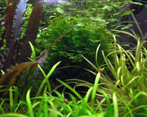 Lomariopsis lineata