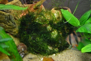 не растет яванский мох в аквариуме