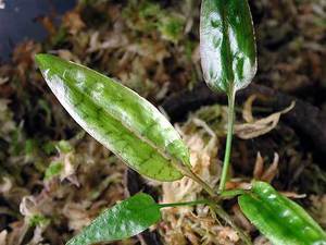 Cryptocoryne uenoi (Криптокорина Уэнои)