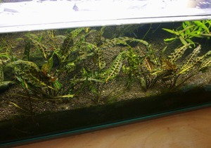 Cryptocoryne uenoi (Криптокорина Уэнои)