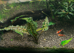 Cryptocoryne uenoi (Криптокорина Уэнои)