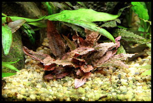  Cryptocoryne sp. Flamingo (Криптокорина Фламинго)