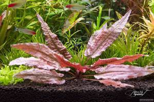  Cryptocoryne sp. Flamingo (Криптокорина Фламинго)