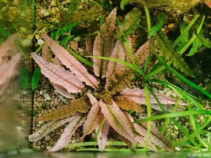  Cryptocoryne sp. Flamingo (Криптокорина Фламинго)