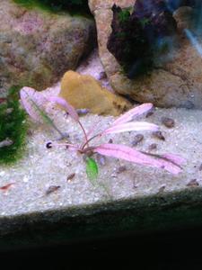  Cryptocoryne sp. Flamingo (Криптокорина Фламинго)