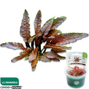 Cryptocoryne sp. Flamingo (Криптокорина Фламинго)