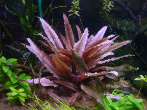  Cryptocoryne sp. Flamingo (Криптокорина Фламинго)