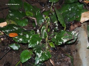 Cryptocoryne elliptica