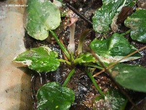 Cryptocoryne elliptica