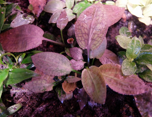 Cryptocoryne Thwaitesi 1997