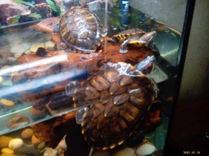 Ответы натяжныепотолкибрянск.рф: Подскажите пожалуйста как сделать островок в аквариум для красноухой черепахи.