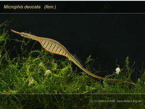 Microphis cf.deocata