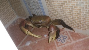 Для форума