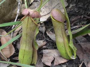 Nepentes from Merauke, Papua, Indonesia