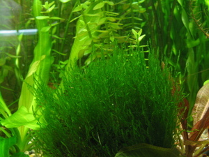 Flame moss