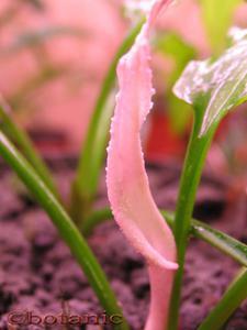 Cryptocoryne dewitii