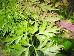 Папоротник Ceratopteris pteridoides