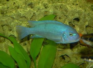 Pseudotropheus Cobalt Blue Zebra