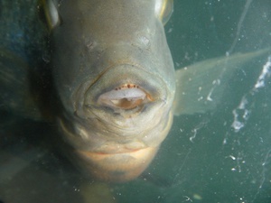 Рот Рыбы Фото