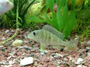Geofagus