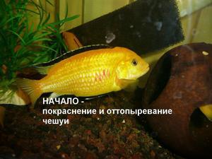 помогите определить