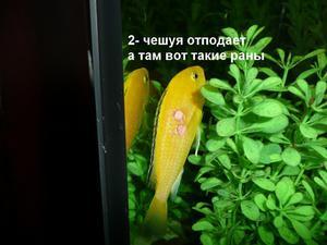 болезнь