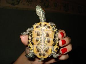 moi tartl