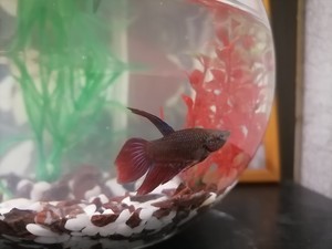 чем накрыть аквариум с петушком. Смотреть фото чем накрыть аквариум с петушком. Смотреть картинку чем накрыть аквариум с петушком. Картинка про чем накрыть аквариум с петушком. Фото чем накрыть аквариум с петушком