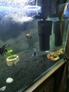 Неприятный запах из аквариума: в чем причина и как от него избавиться