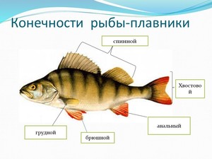 Золотая рыбка - Красная шапочка