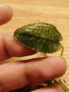 Разные криптокорины