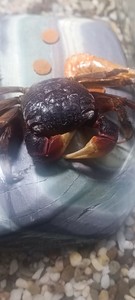 Сам краб как приехал + сейчас какие глаза