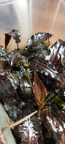 Cryptocoryne striolata (Криптокорина стриолата)