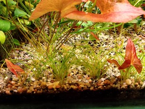 Nymphaea sp. "Red Dwarf" Tapajos