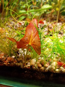 Nymphaea sp. "Red Dwarf" Tapajos