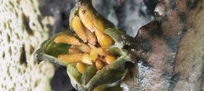 Cryptocoryne striolata (Криптокорина стриолата)