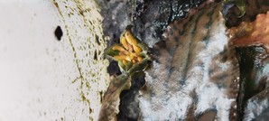 Cryptocoryne striolata (Криптокорина стриолата)