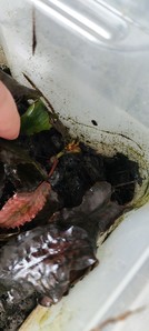 Cryptocoryne striolata (Криптокорина стриолата)